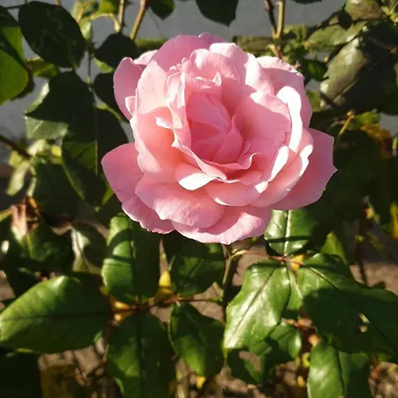 Lina 6 Pers Plages Et Rivieres Prunelli-di-Fiumorbo